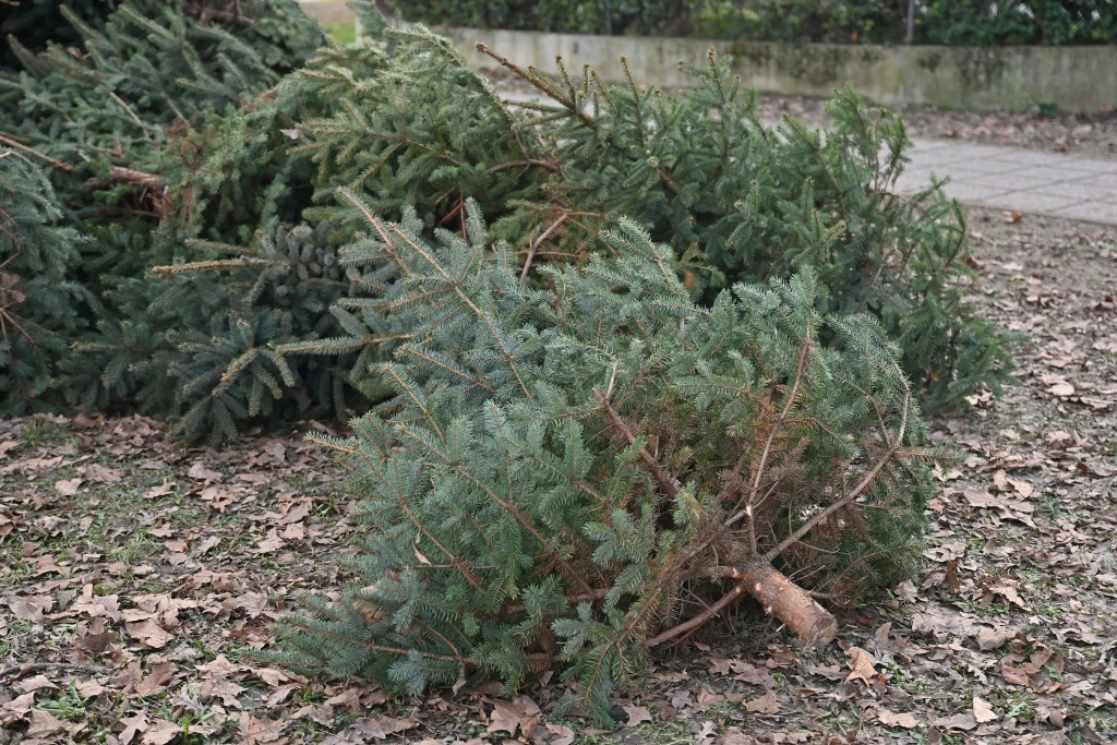  Evo kada ove godine treba raskititi bor, nije na Sveta tri kralja 