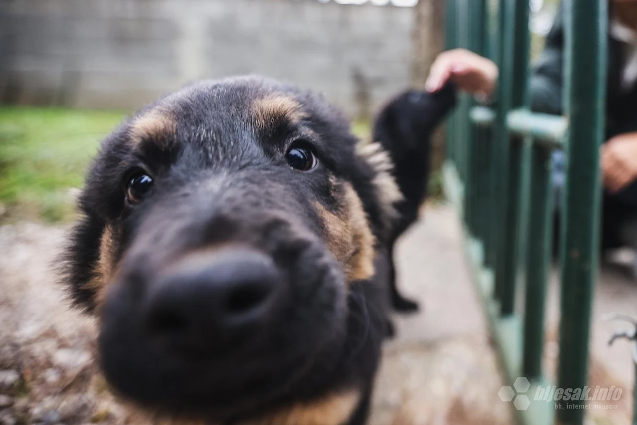 Zalutali u Vodovod: Pet psića traži svoj dom