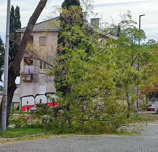Stablo nije čekalo da mu se smiluju mostarski nadležni…