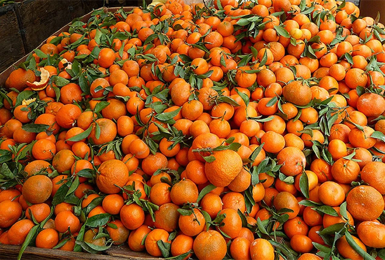 BiH sporne mandarine vraća Hrvatskoj
