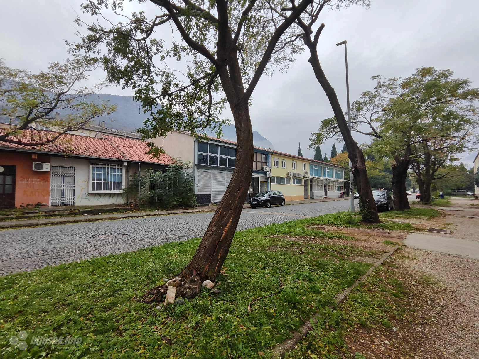 Opasnost u Koloniji: Stablo prijeti rušenjem na domove, mještani upozoravaju na hitnu intervenciju