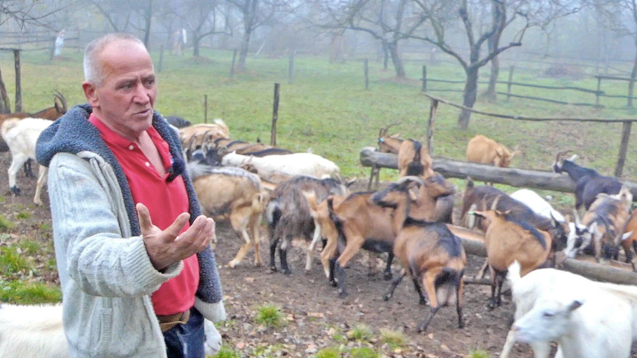 'Ko neće radit on će svašta izmislit, koze ne smrde