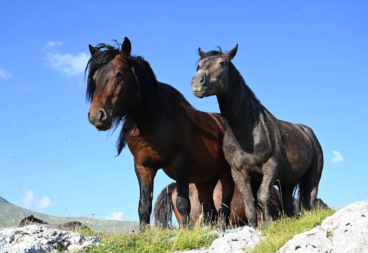 Nepopravljiva šteta