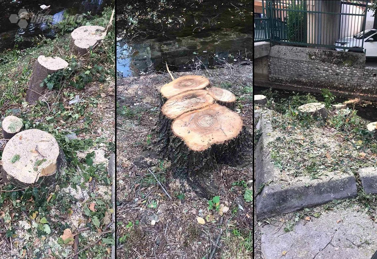 Mostar: Grad siječe stabla, građani se bune