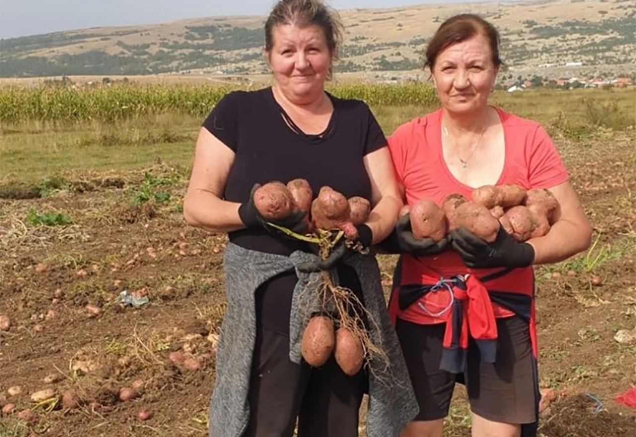 VIDEO | Rodili krumpiri na Duvanjskom polju