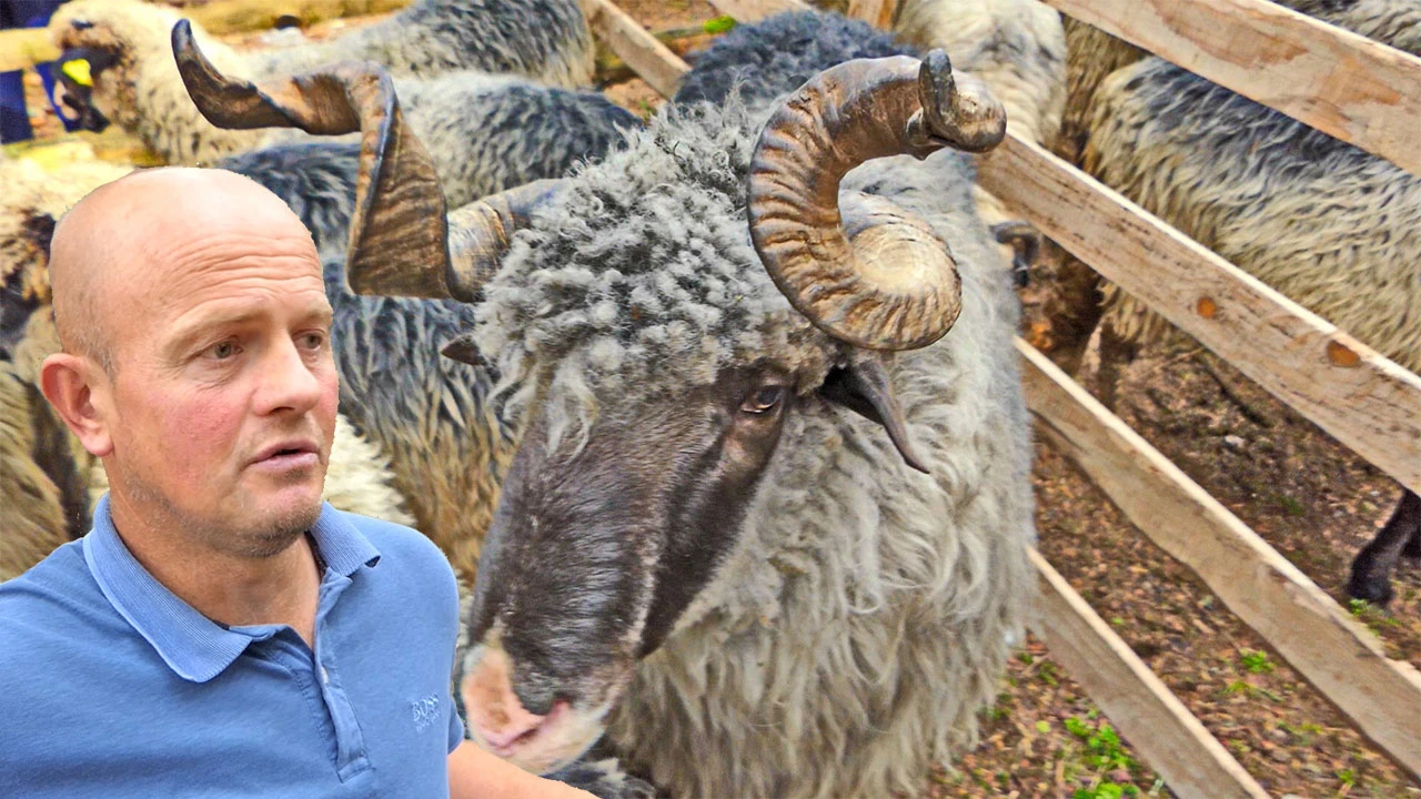 Najveći ovan pobijedio na Vlašiću i krava koja daje mlijeka čak...