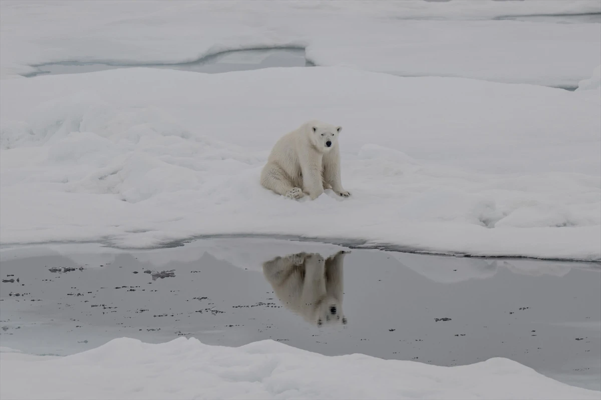 Sjeverni pol - dom polarnih medvjeda koji nestaje otapanjem