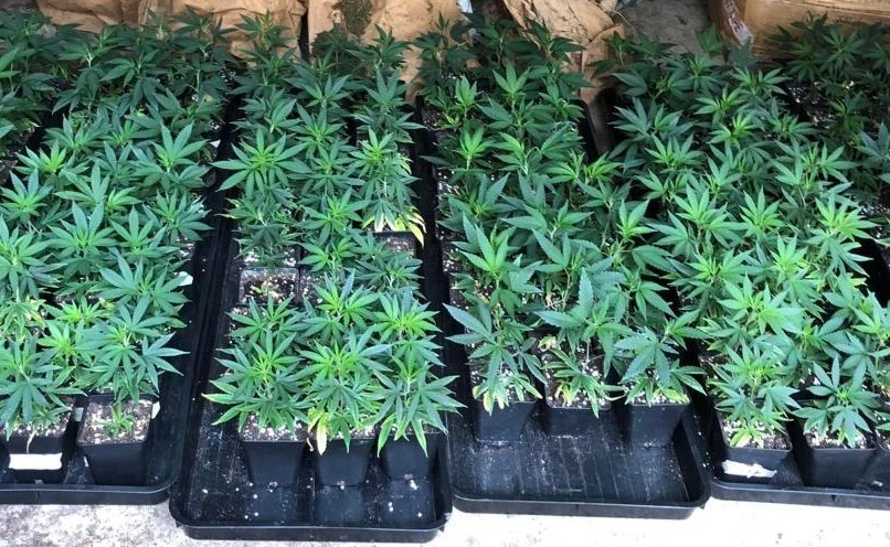 Velika policijska akcija u Neumu - zaplijenjeni kokain i marihuana