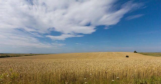Pet država s istoka Europe želi produžetak zabrane uvoza ukrajinskog žita
