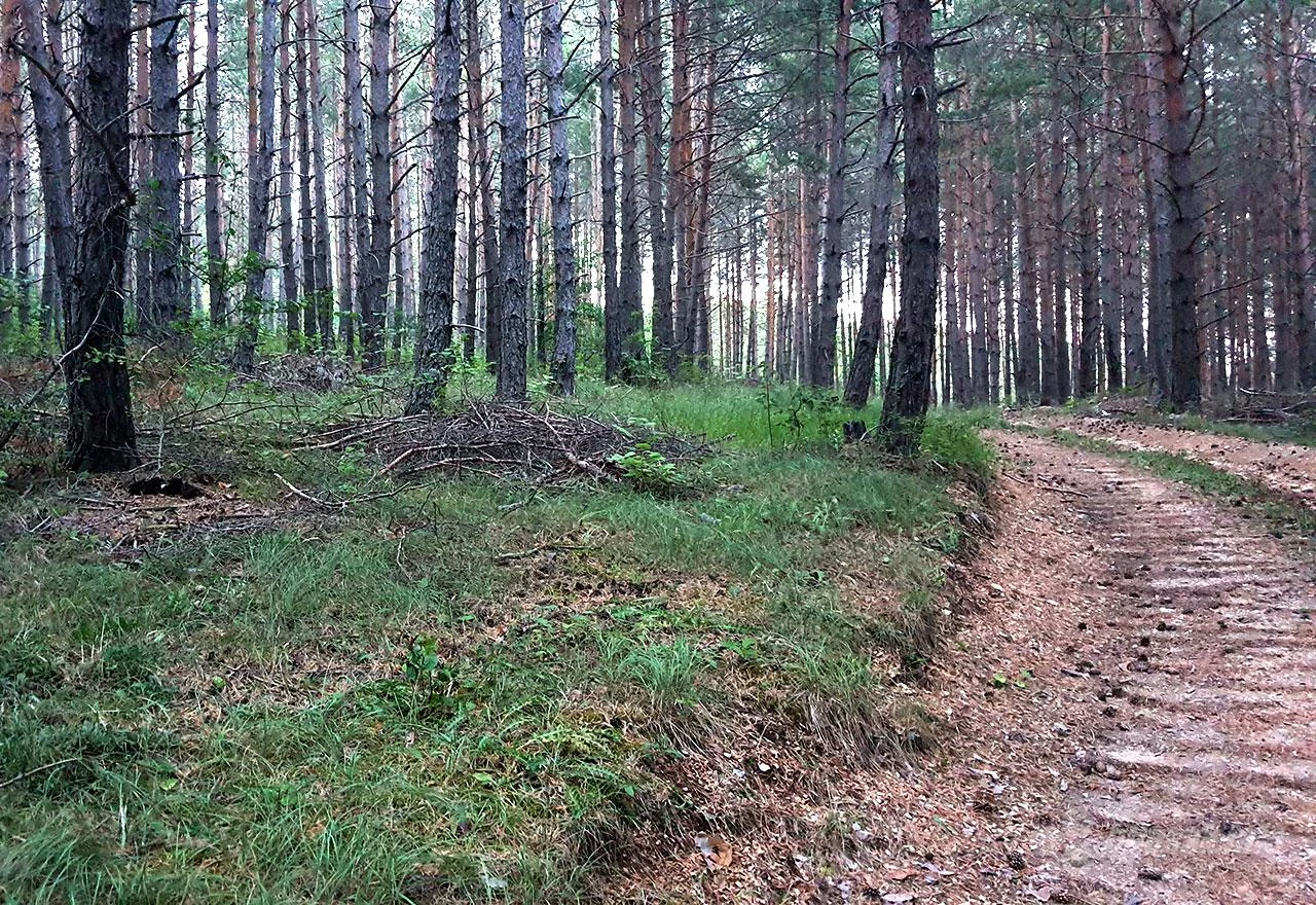 Kradljivac šume htio pregaziti policajce