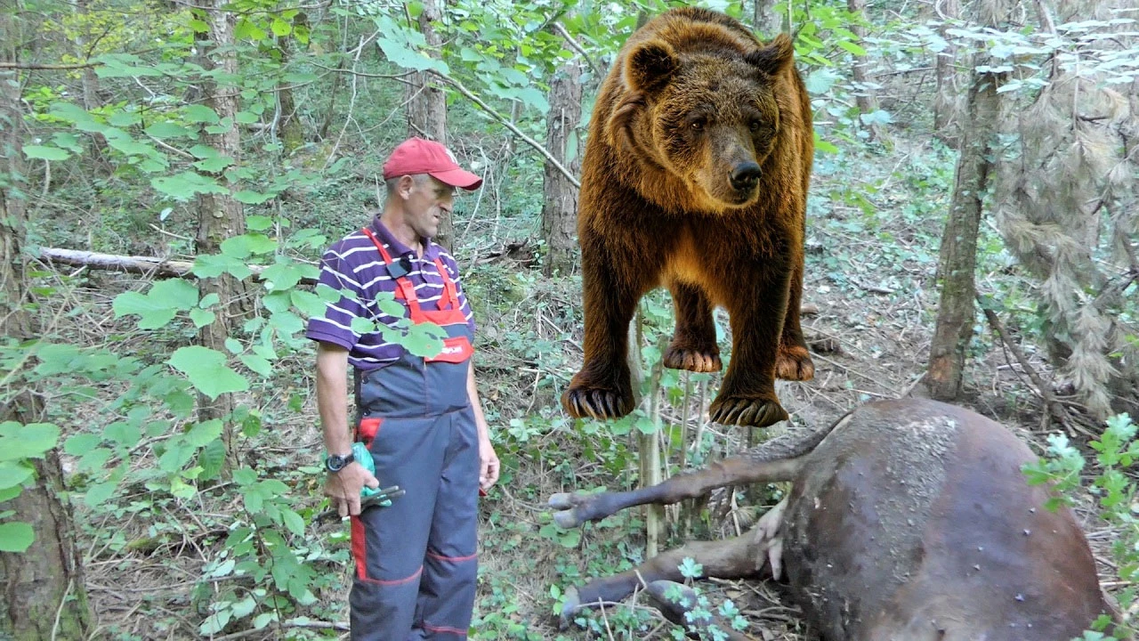 Digao sam kredit za ovu kravu, sinoć mi je medo uništio