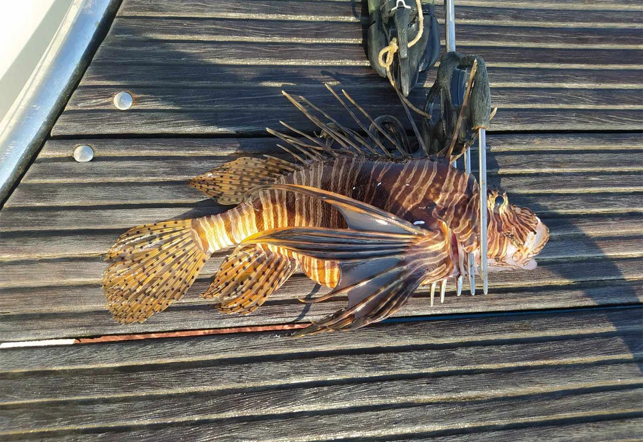 Oceanografi upozoravaju: Invazija otrovne ribe na Jadran se nastavlja!
