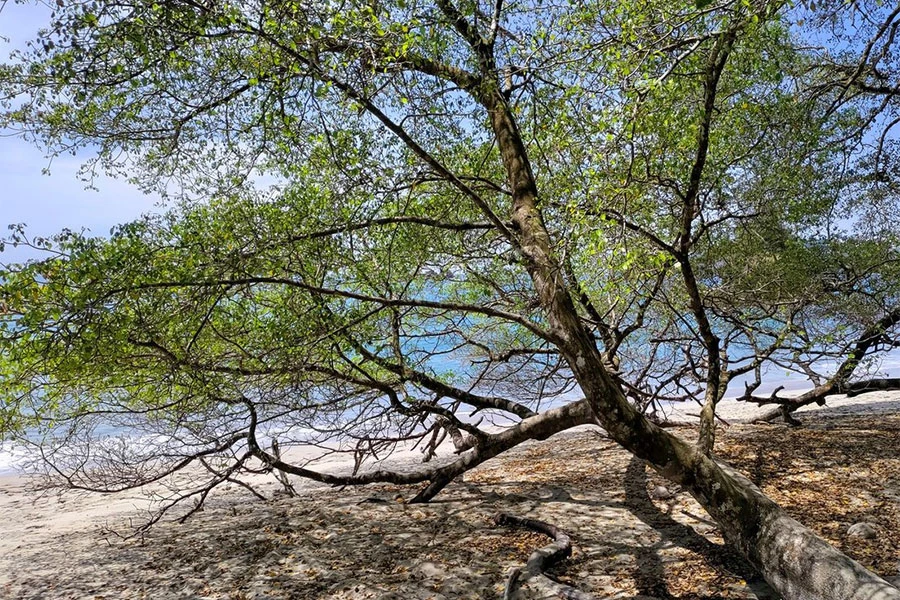 Znate ispod kojeg drveta se ne smijete sakriti kad pada kiša