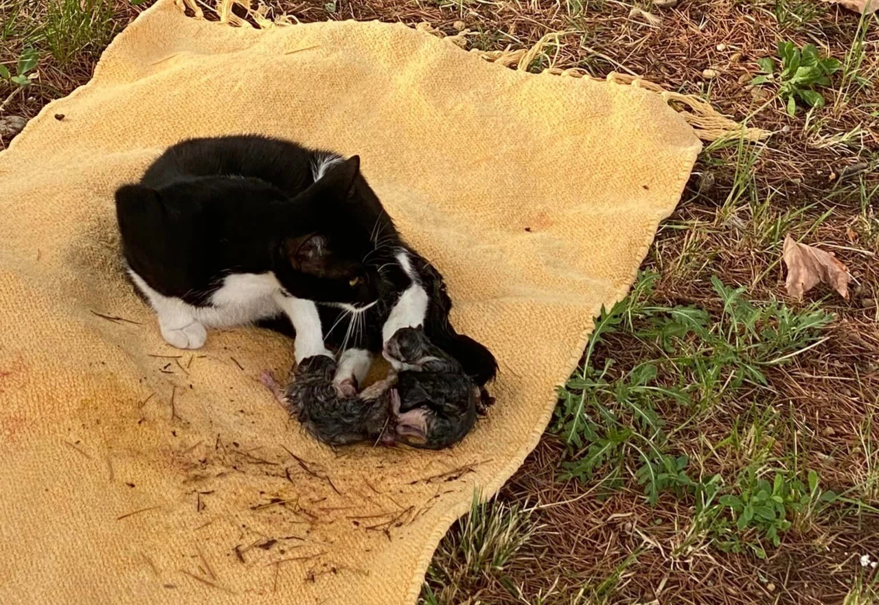 Humani mostarski vatrogasci: Spašeni mačka i mačići