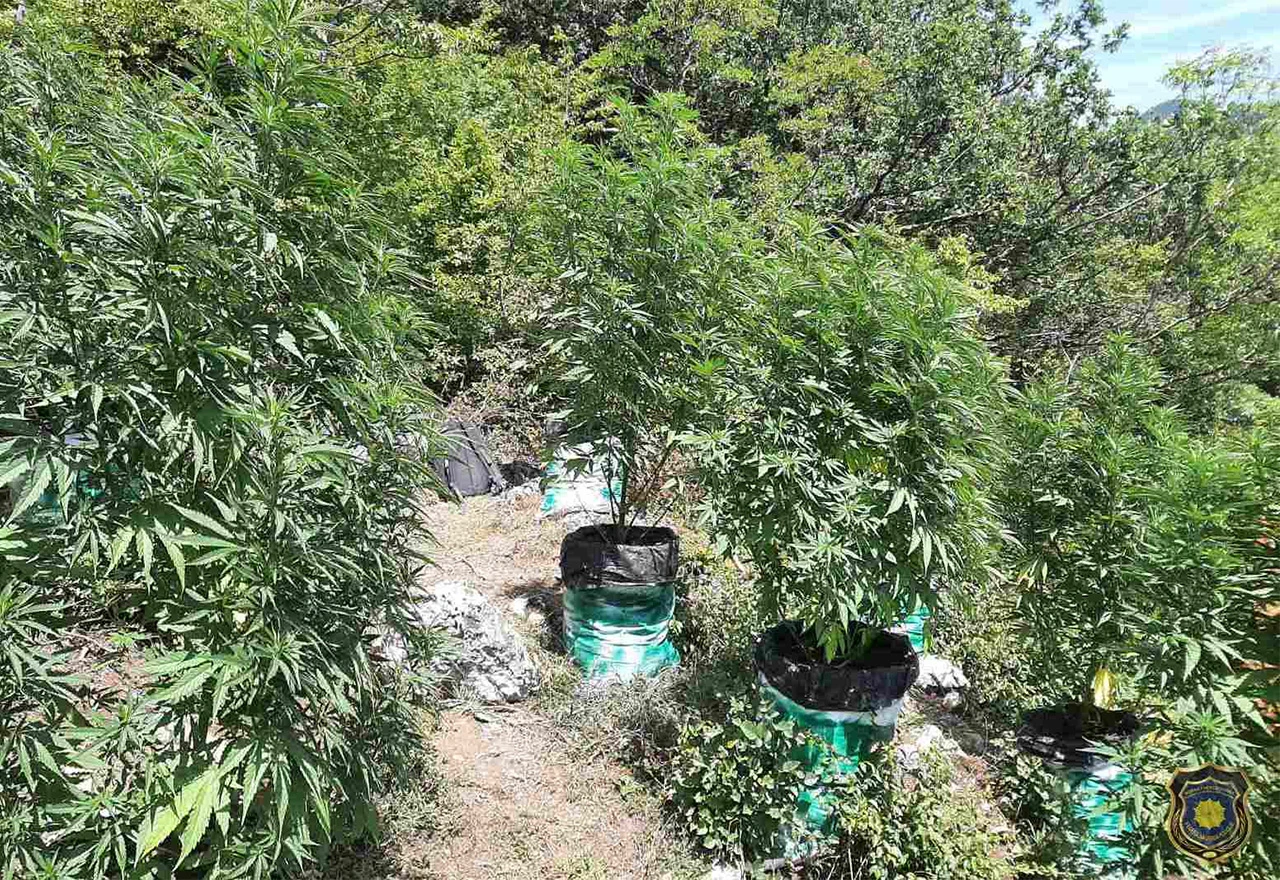 Dvojica uhićenih, jedan u bijegu: Pali zbog  plantaža konoplje na području Konjica