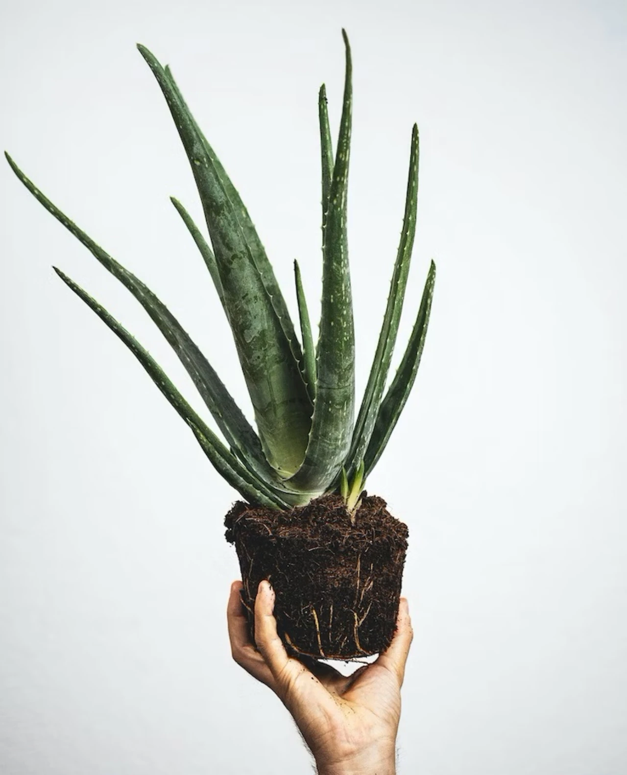 Zašto je aloe veri mjesto u svakom domu 