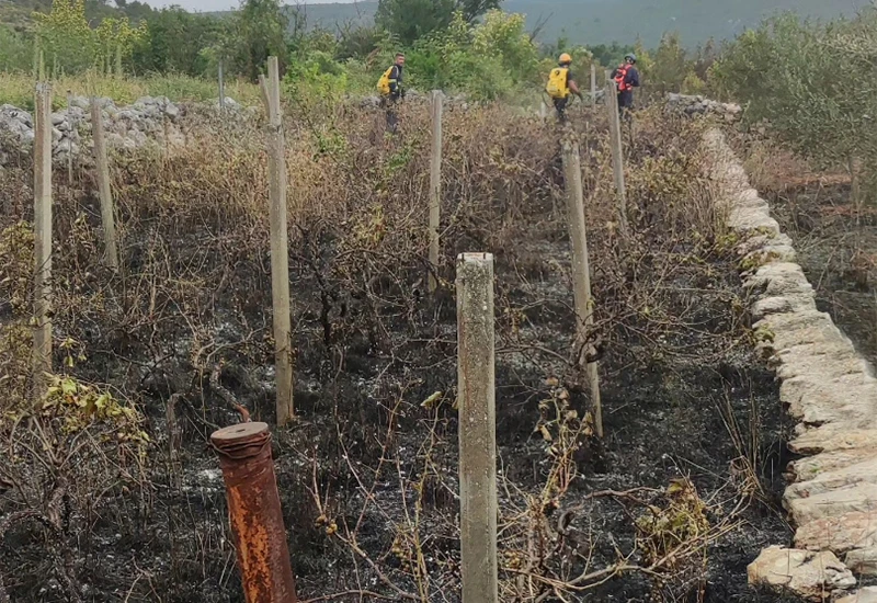 Čapljina: U požaru stradali maslinici i vinogradi