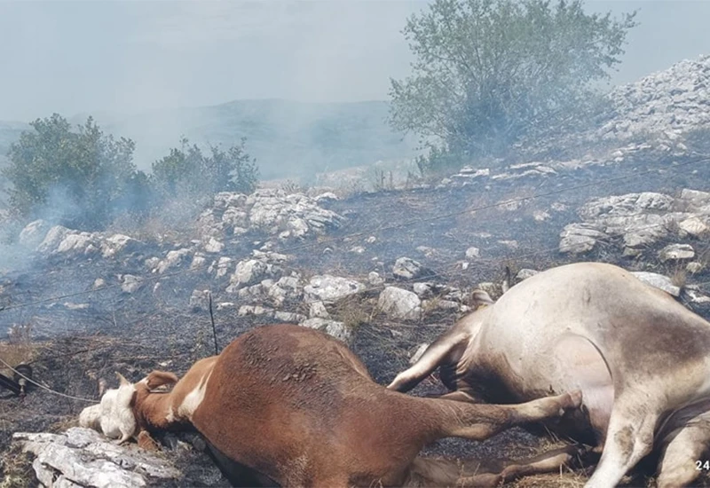 Na istoku Hercegovine od strujnog udara stradale krave