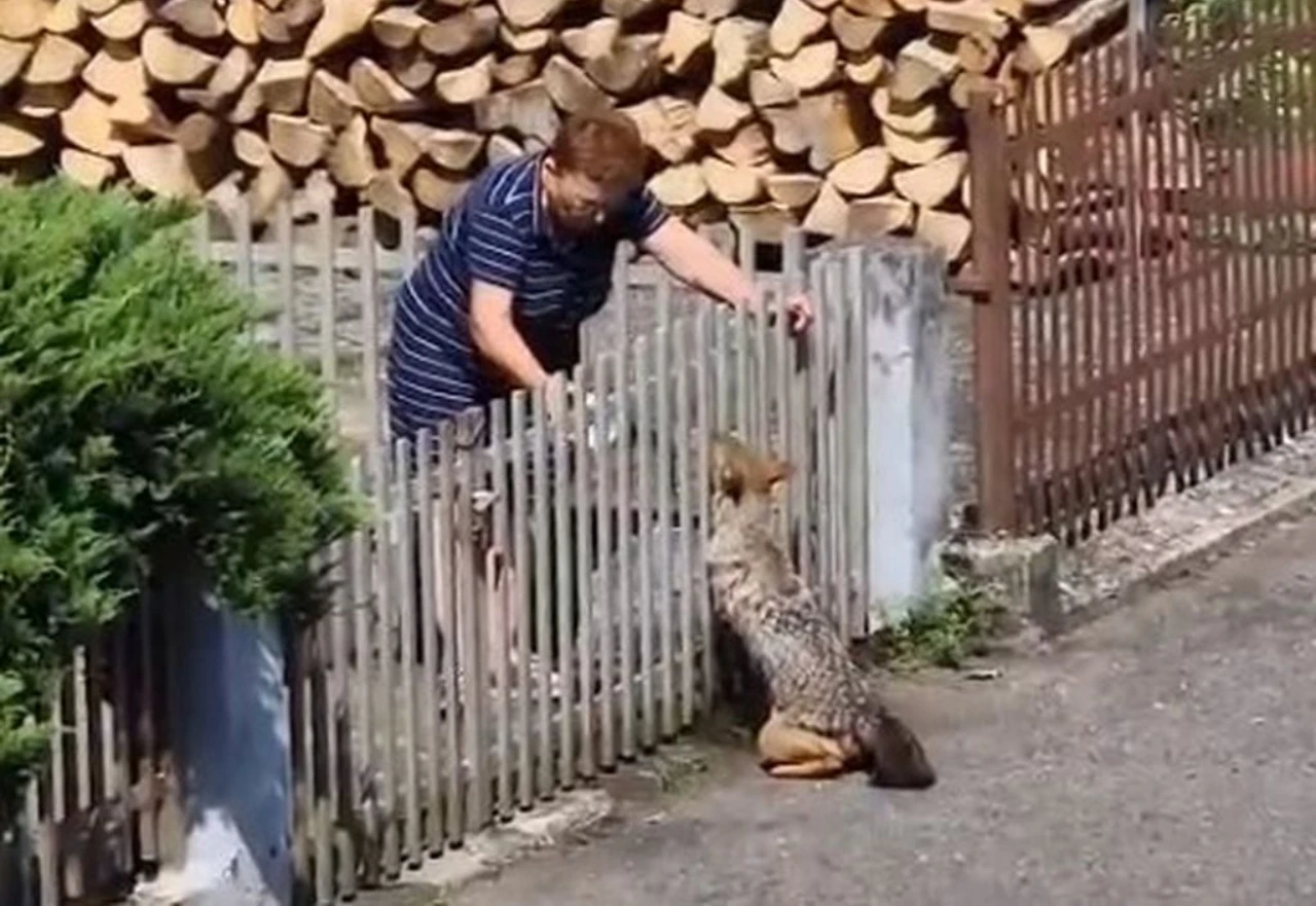 Video raznježio Hrvatsku: Žena napojila žednu ženku čaglja 