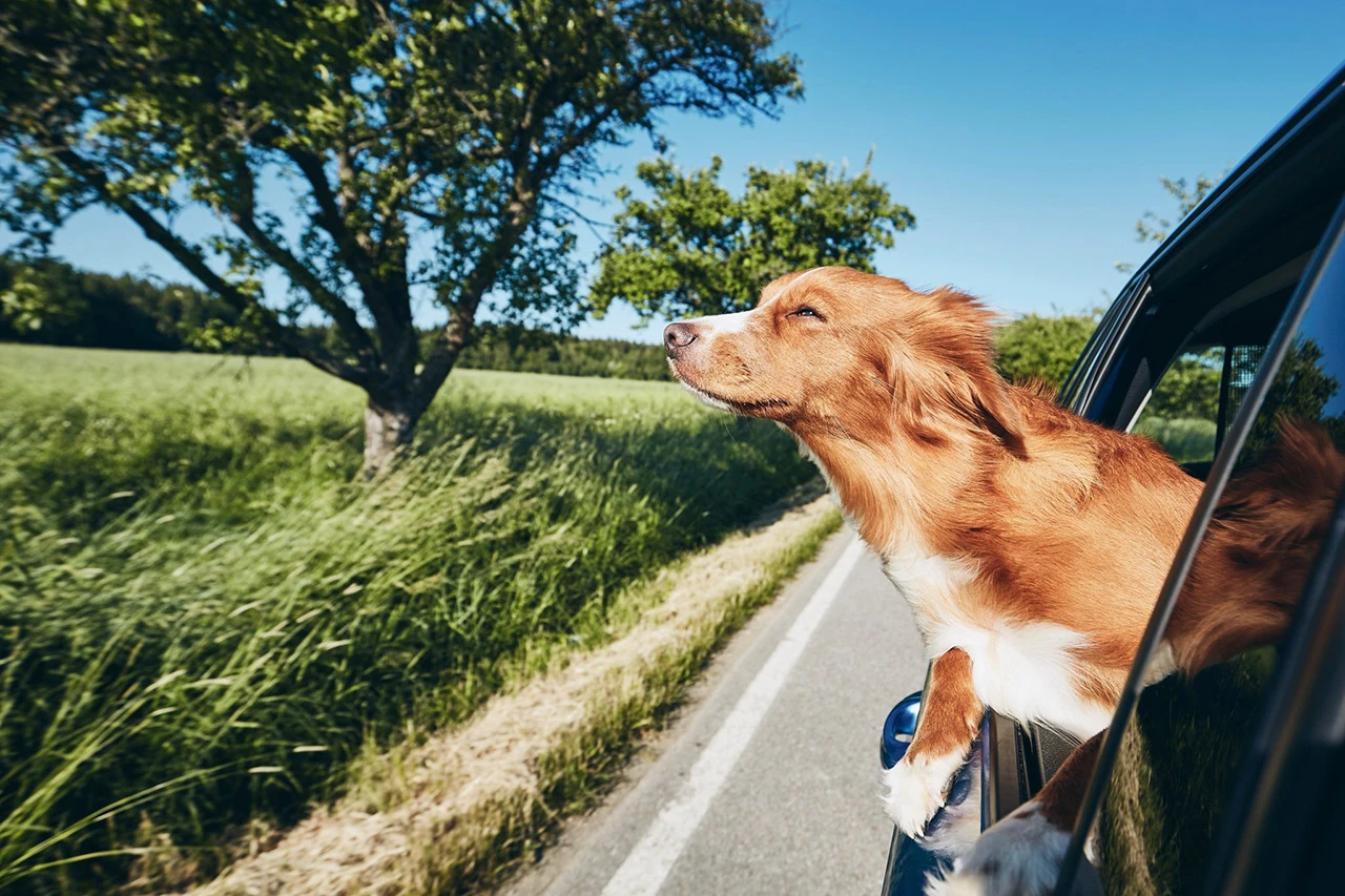 Test koji otkriva smijete li svog psa izvesti u šetnju po vrućini