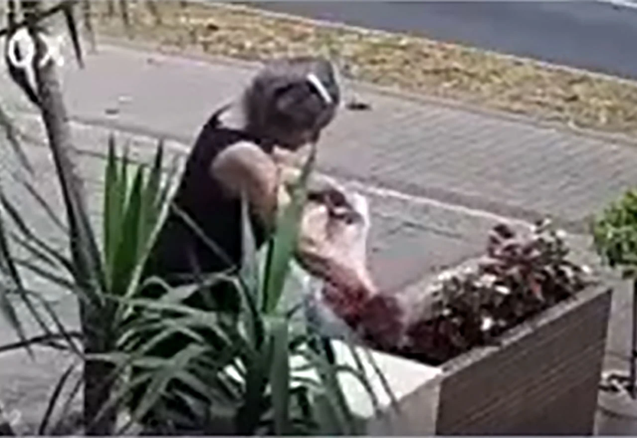 Otkrivena kradljivica cvijeća na mostarskoj aveniji