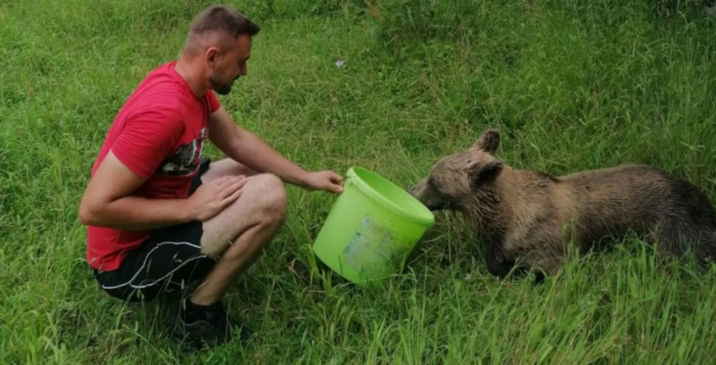 VIDEOI Hrabri mještani Jajca spasili medvjedicu koja se zaplela u žilet žicu