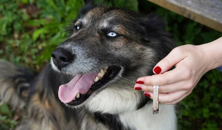 Ako pas pojede 'kolačiće' ili se našao u dimu marihuane - pravac veterinaru