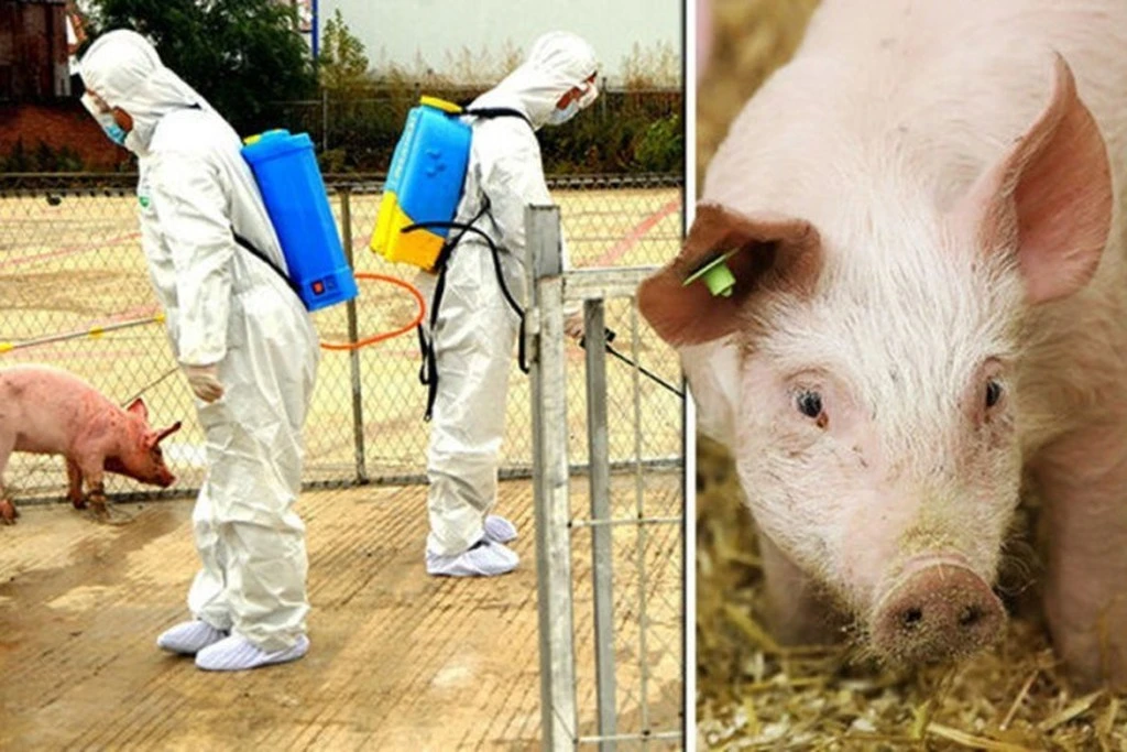 BiH: Počelo uklanjanje zaraženih svinja