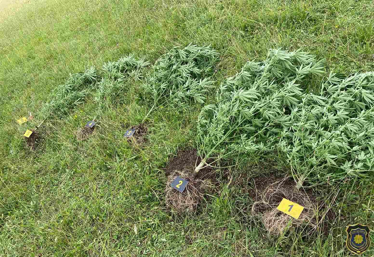 Čapljina: Palo pet stabljika, zeljasta tvar i oprema za uzgoj