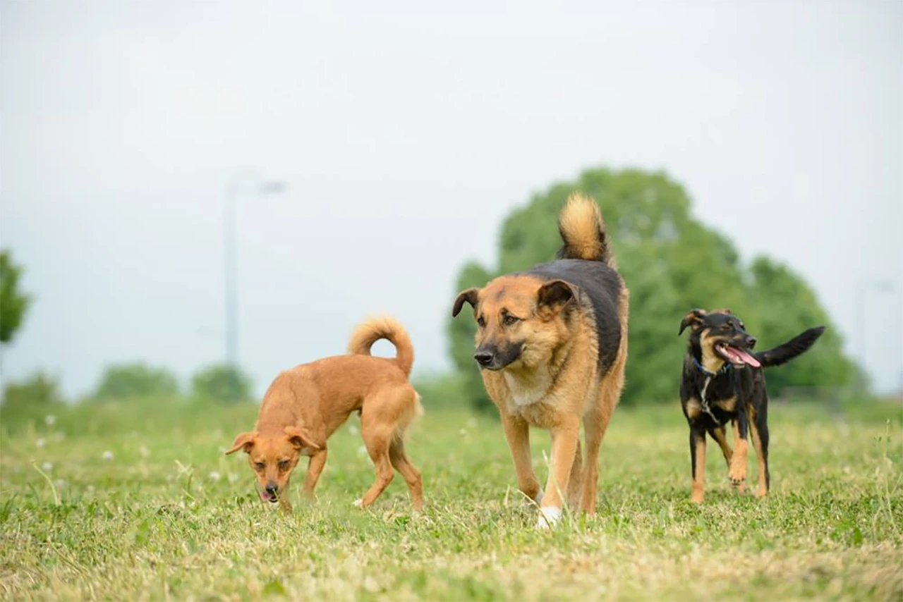 Dogs Trust: Ubojstvo nedužnog psa u Fojnici zločin je prema cijeloj zajednici
