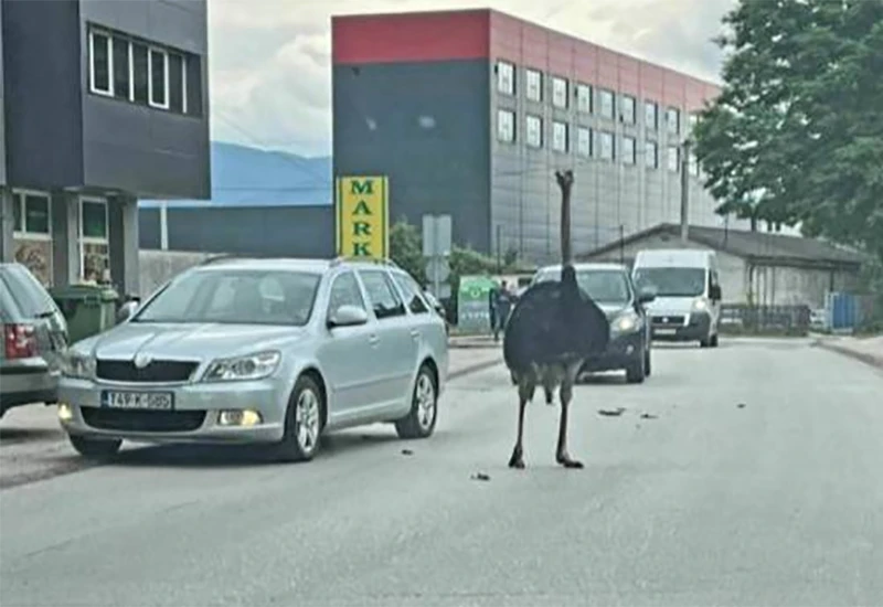 VIDEO | Nakon medvjeda, na ulicama bh. gradova i noj
