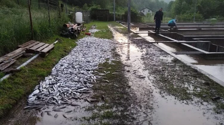 Tone ribe uginulo zbog nevremena na području Šipova