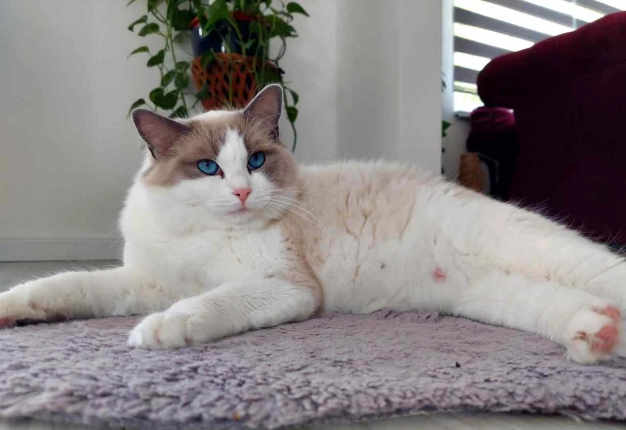 FOTO | Rođeni prvi Ragdoll mačići u BiH: Spoj ljepote i jedinstvenog karaktera