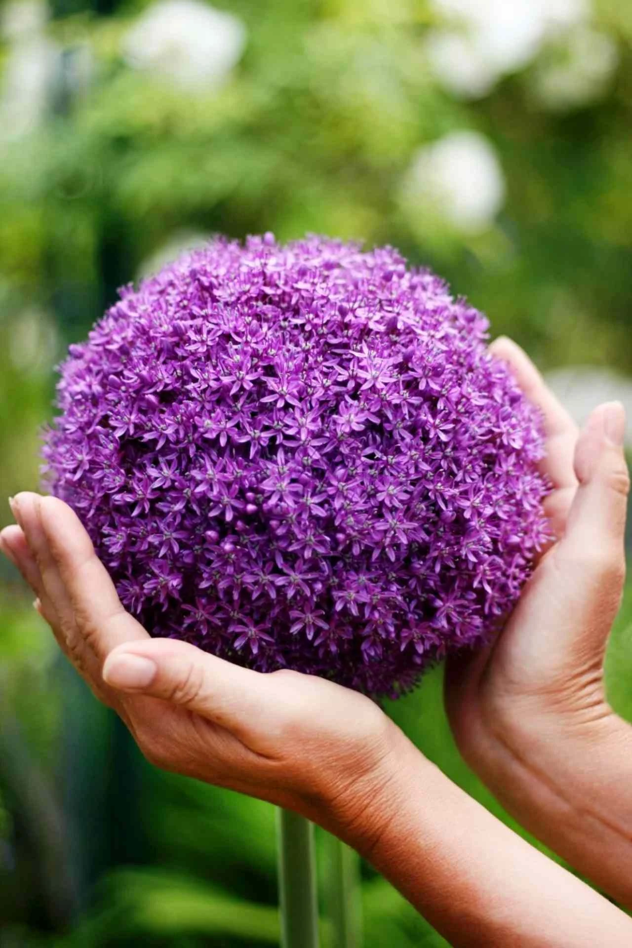 Čarobni ukras vrta koji ne zahtjeva puno truda 