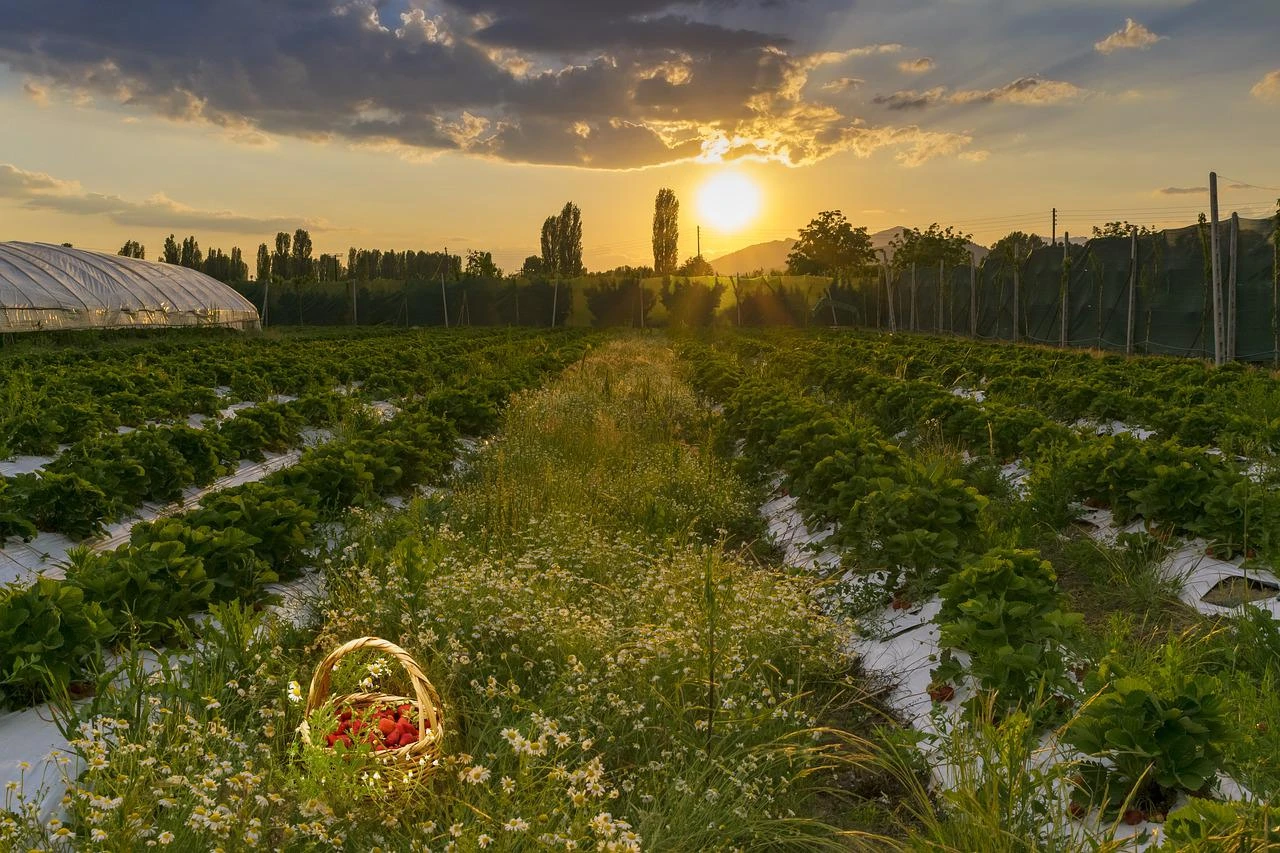 Jod je lijek za jagode i kupus, evo kako ga koristiti