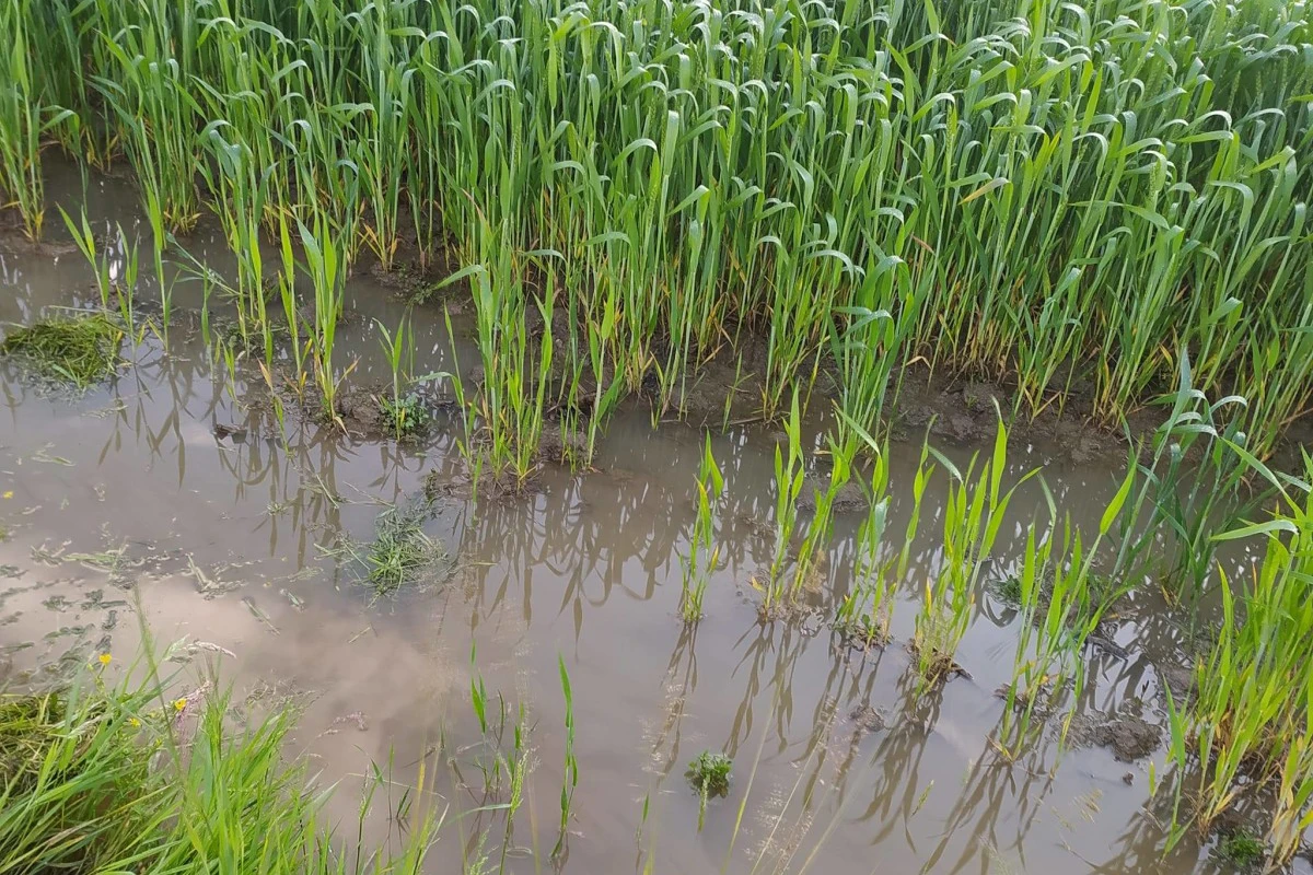 Biljke i voda: Što sa zemljištem poslije poplave?