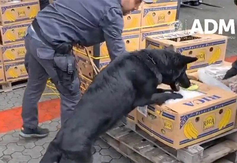 VIDEO | Policija pronašla kokain vrijedan 800 milijuna eura među bananama