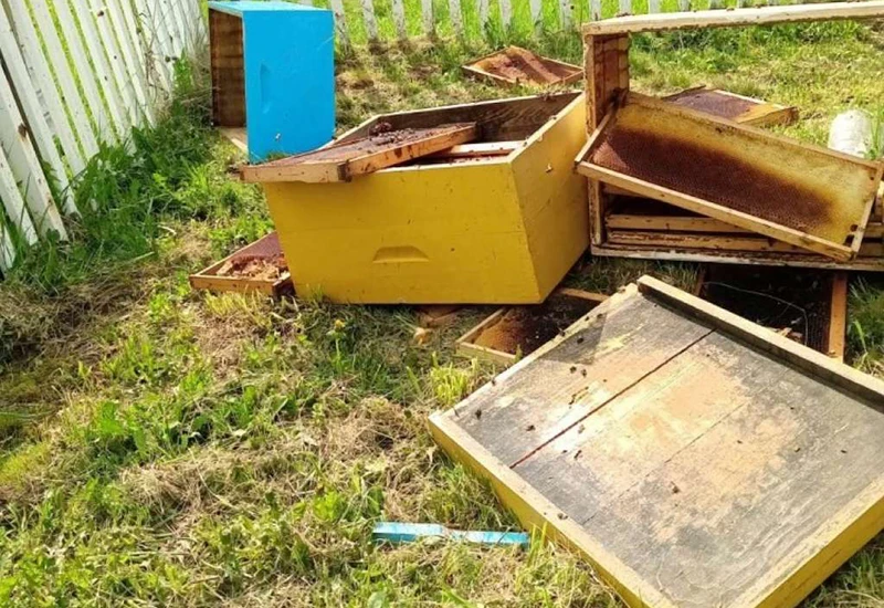 Kupres: Medvjedi nanose velike štete pčelarima