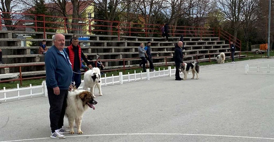 Zana od Badrova iz Livna proglašena najljepšim psom