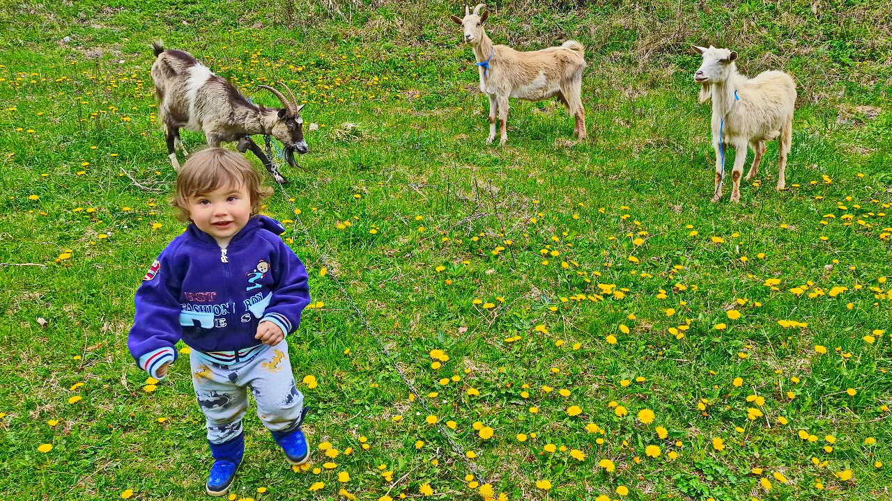 Stižu koze kao na traci, Ismail dobio stado koza i puno mlijeka