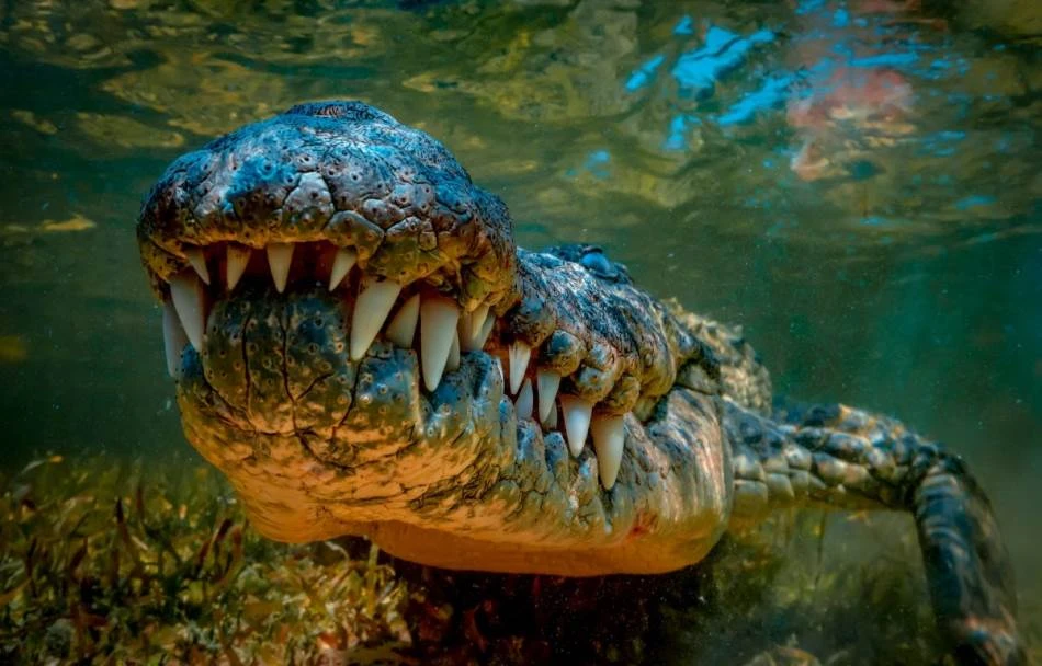 Koja životinja ima najsnažniji ugriz? Moćni predatori, ali i - jedna malena ptica!