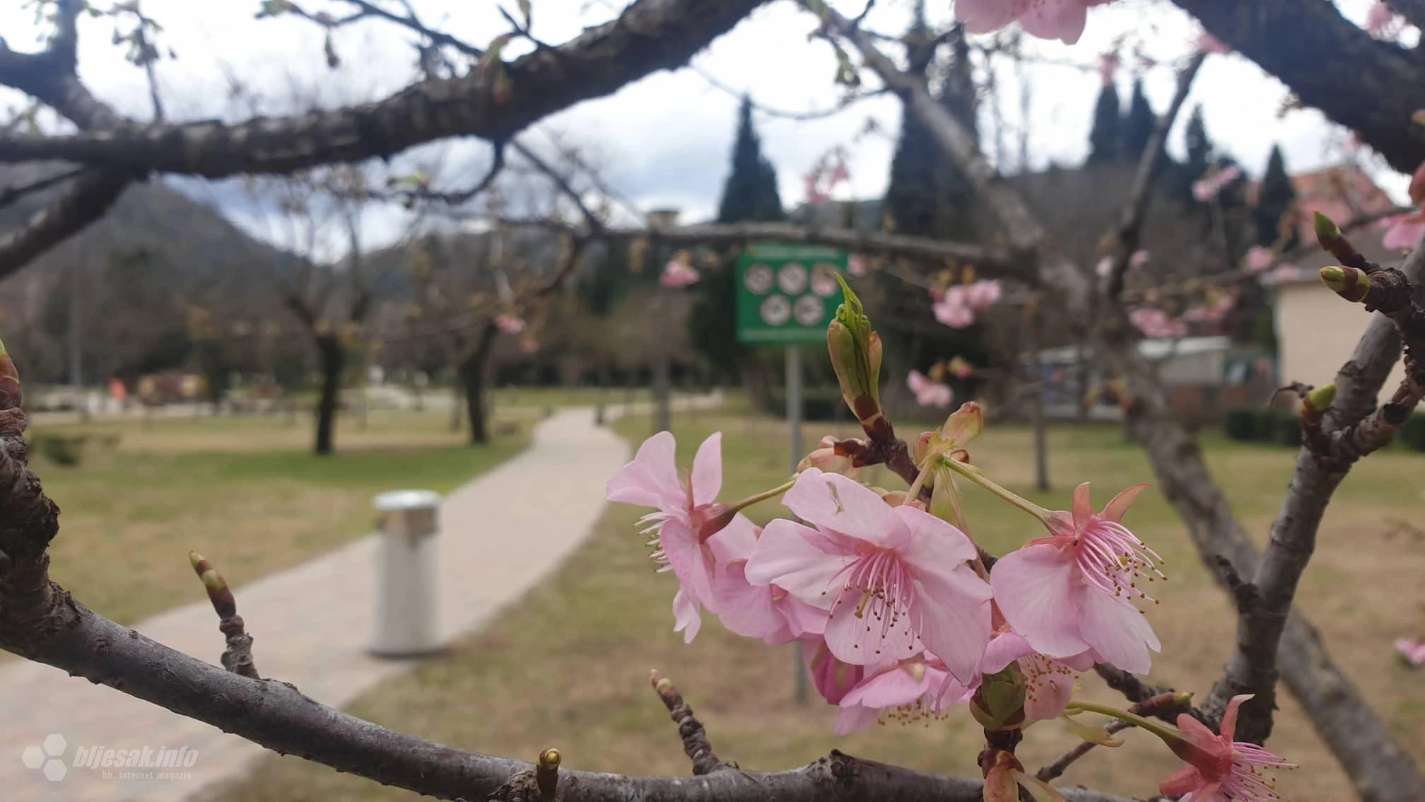 Mostar će biti domaćin Festivala japanske trešnje