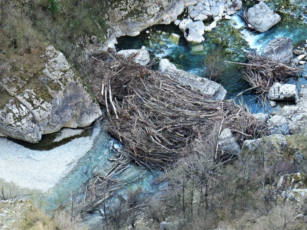 Aktivisti upozoravaju: Masovna sječa šume, 'loša stabla' se bacaju u korito Neretve
