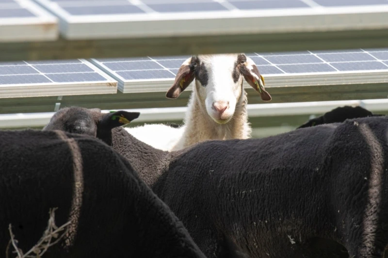 Ovce kao promotori solarne energije