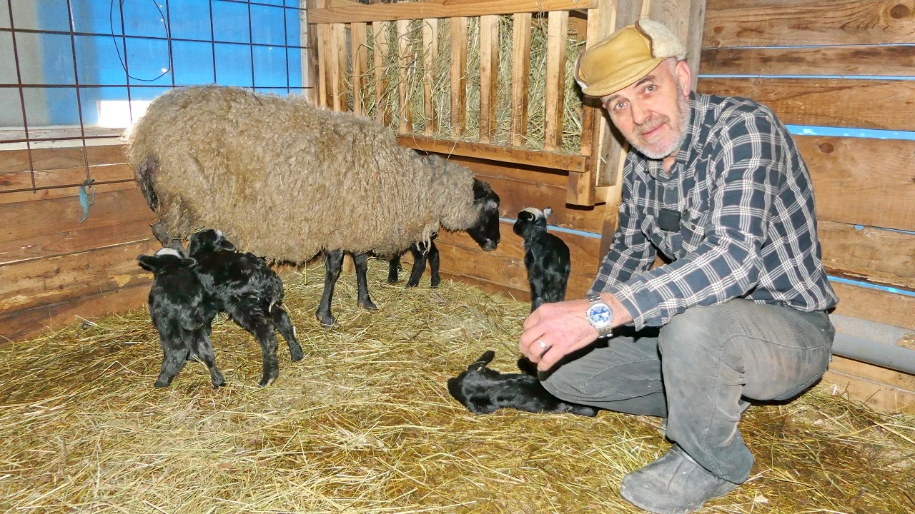 VIDEO: Čudo neviđeno, ovca ojanjila petero janjadi