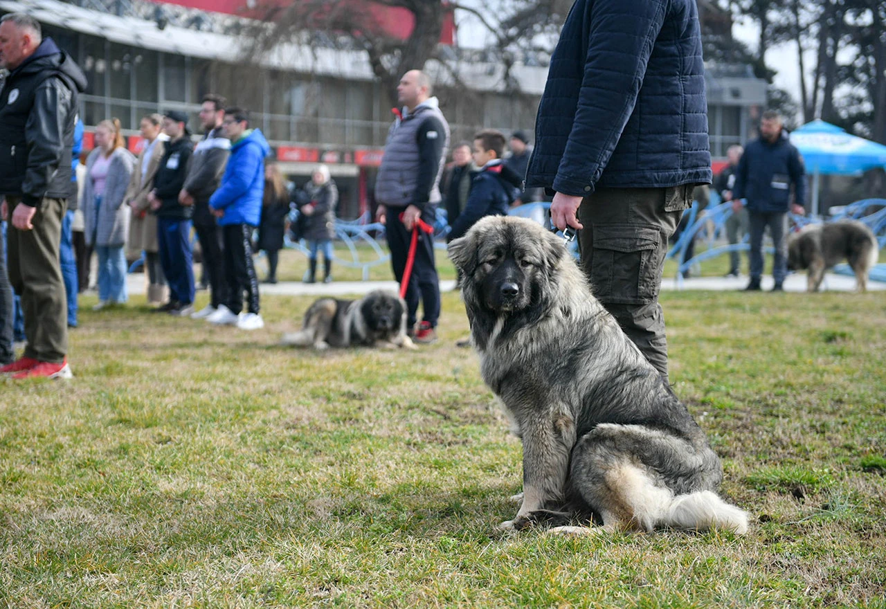 Natjecanje šarplaninaca privuklo veliki broj posjetitelja