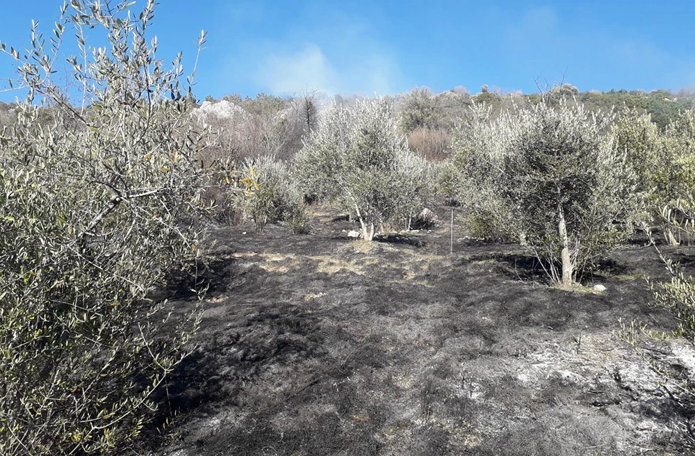 Požar u masliniku: Izgorjelo oko 10.000 m² površine