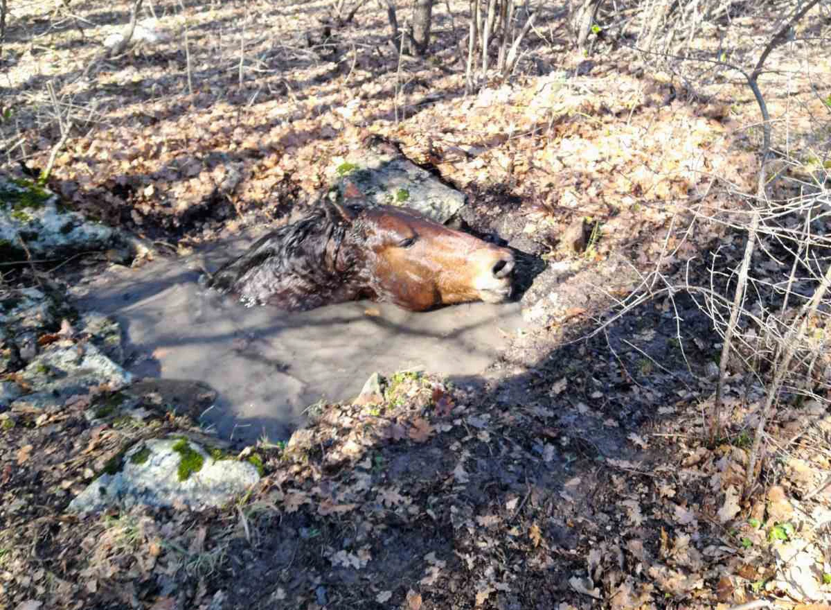 Galac iznad Mostara: Spasili konja koji je upao u vodu
