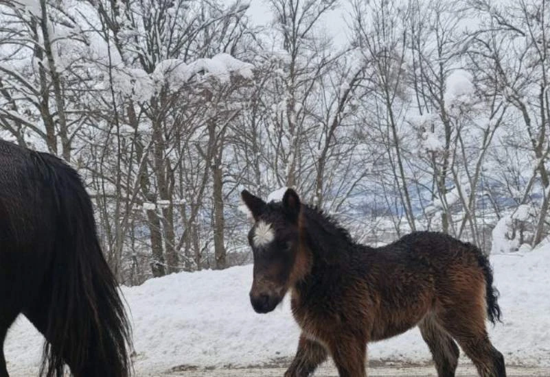 HBŽ: Divlji konji izašli na cestu