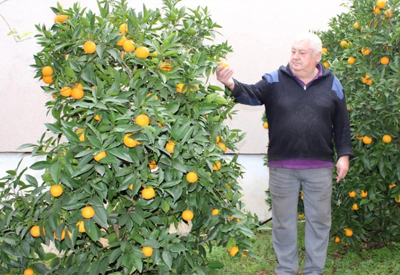Čapljina: Umirovljenik u vrtu pokraj kuće uzgojio više od tone mandarina i naranača